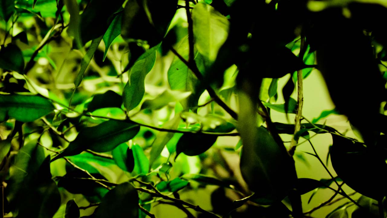 Korolainen - Photography